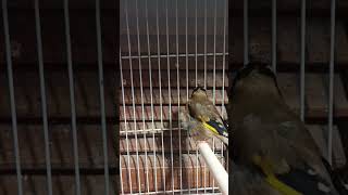 Download lagu Suara panggilan kawin burung goldfinch betina | lagu kawin burung goldfinch betina mp3