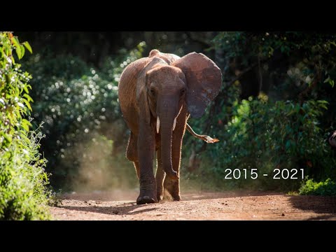 Remembering Luggard | Sheldrick Trust