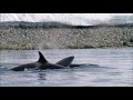 Killer Whales Attack Minke Frozen Planet BBC Earth