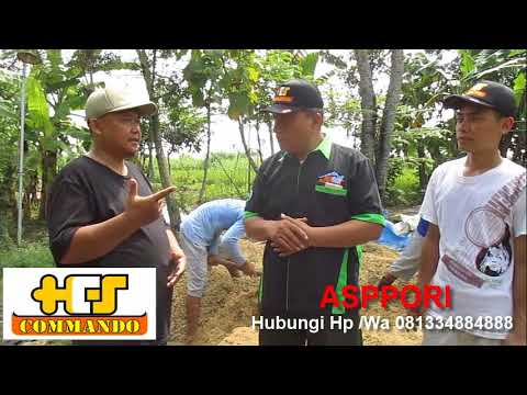 Persen mempengaruhi potensi Telur untuk potensi