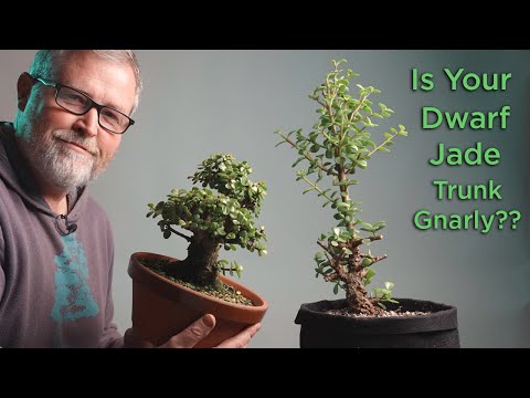Bonsaify | Are You Developing a Good Dwarf Jade Trunk?