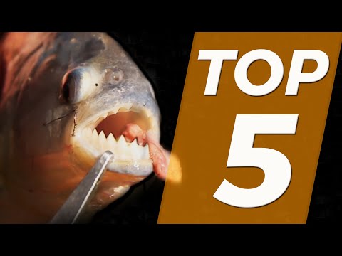 TOP 5 - LES APPÂTS IMPROBABLES - Cyril Chauquet