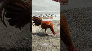 Download lagu #salamsatuhobby #bulanganlondong #peternakayam #ayamimport #golden #sweater #dundun #shortsyoutube mp3 Download lagu #salamsatuhobby #bulanganlondong #peternakayam #ayamimport #golden #sweater #dundun #shortsyoutube mp3