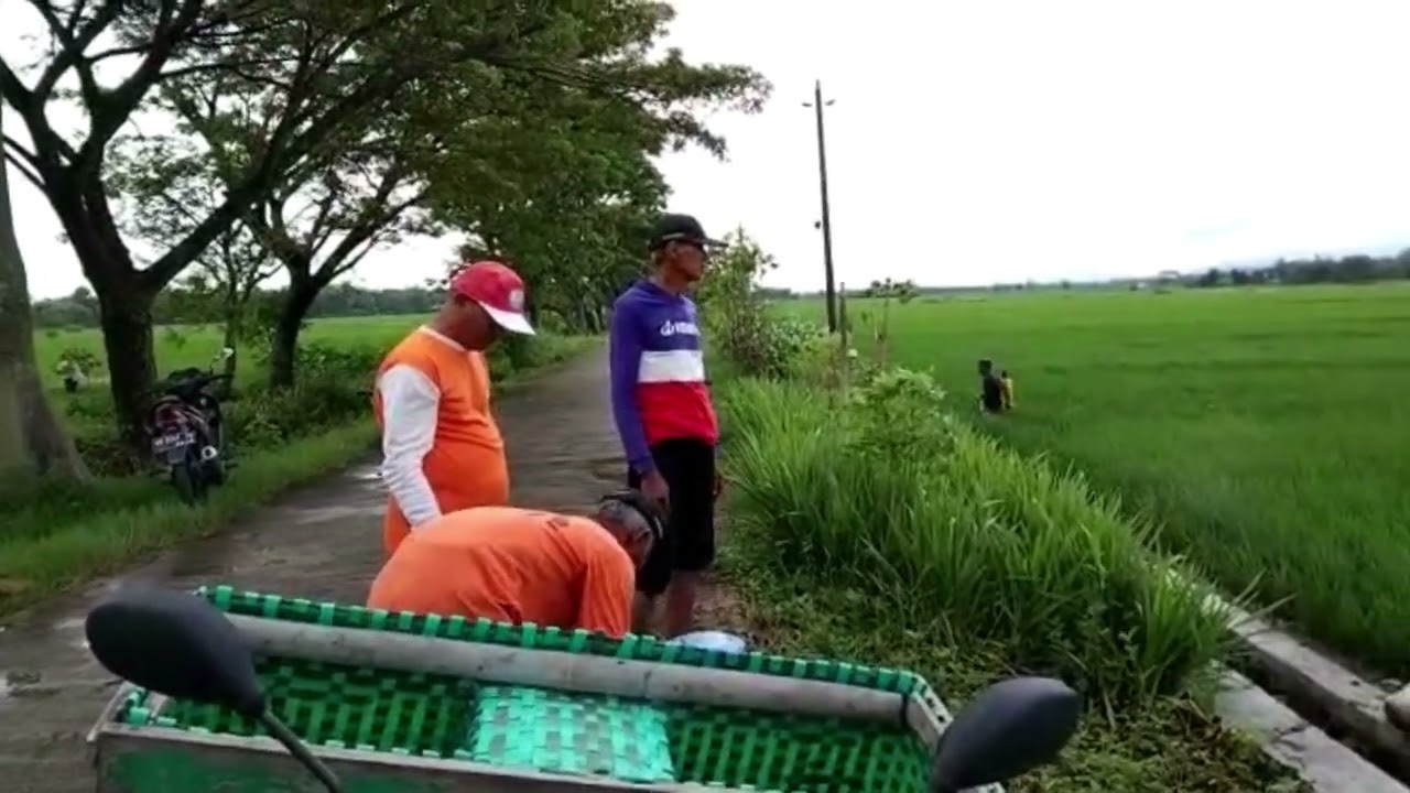 Pengendalian Hama Penggerek Batang Poktan Rukun Tani Desa Kalikebo Kecamatan Trucuk, Klaten