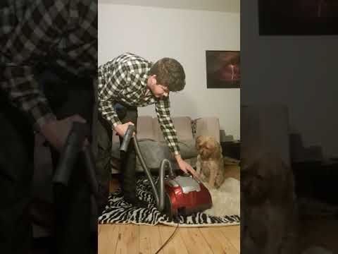 Hundetrænig - lydtræning støvsuger 2