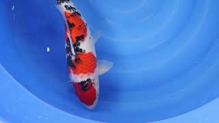 video van Showa 2301058