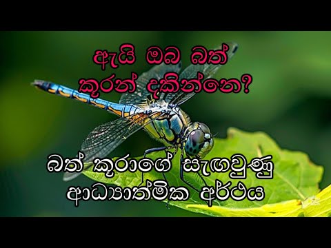 බත්කූරන්ගේ අධ්යාත්මික අර්ථය: පරිවර්තනය, පැහැදිලිකම සහ විශ්ව සම්බන්ධතාවය | Dragonfly Meaning