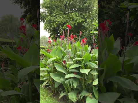 Weather🤌💞#garden #nature #naturelovers #naturephotography #flowers