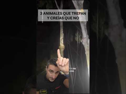 3 animales que trepan y creías que no.#supervivencia #sabiasque #curiosidades