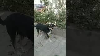 #dog video