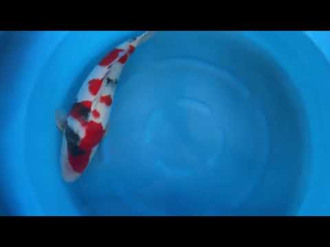 MA2-33 JKS Momotaro Auction: 2Y Male Showa 53 cm