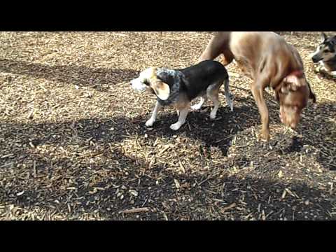 Arnold, an adopted Beagle Mix in Washington, DC_image-1