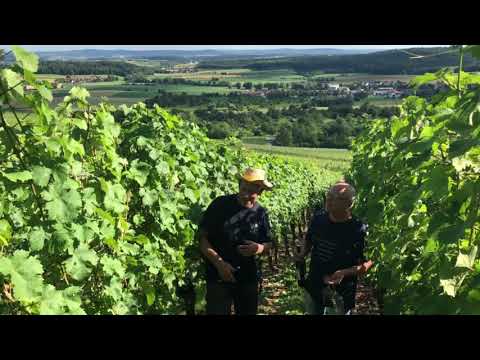 Riesling "Alte Reben" der Weingärtnergenossenschaft Aspach eG