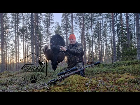 BWH:Lokakuinen metsojahti 2022