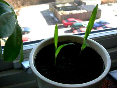 Timelapse 24h popcornplanta