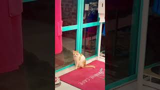 【TikTok】猫が反応する音かけてみたら...