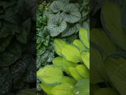 Бруннера Силвер Харт вариегатная / ОКС - фото 1 - id-p2885389650