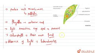 What are the characteristic features of Euglenoids?  | 11 | BIOLOGICAL CLASSIFICATION  | BIOLOGY...