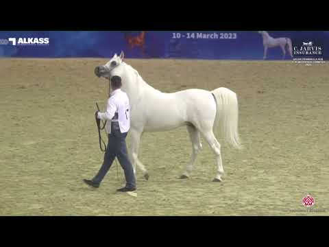 N 172 SULTAN AL RAYYAN   Qatar Peninsula AHS for Individual Owners 2023   Stallions 7 10 Years Old C