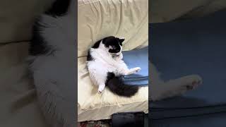 猫のいる日常