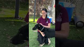 Video preview image #1 Doberman Pinscher-German Shepherd Dog Mix Puppy For Sale in Pasadena, CA, USA