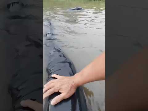 Top 10 DEADLIEST Swamp Monsters 😱