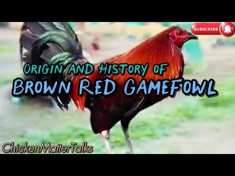 Brown Red Gamefowl