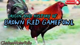 Origin and History of Brown Red Bloodline #gallos #rooster #chicken