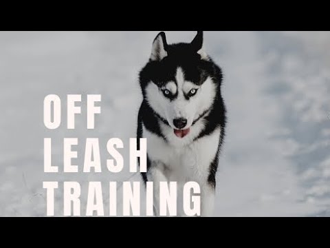 The Balanced K-9, LLC video.