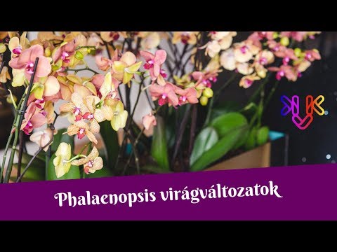 , title : 'Phalaenopsis orchidea virágváltozatai | Neked melyik a kedvenced?'