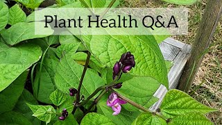 LIVE CHAT: Plant Health Q&A