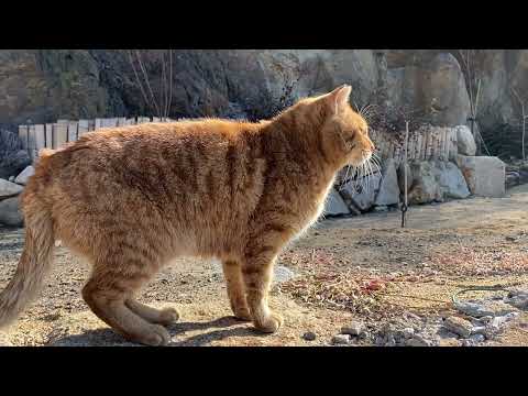 造形デザイン学科 ショートムービー『猫のいる町』