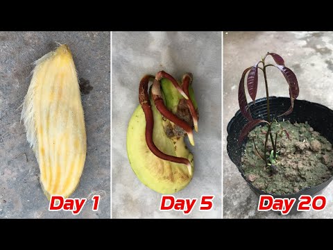 Tips to grow mangoes from seeds you may not know