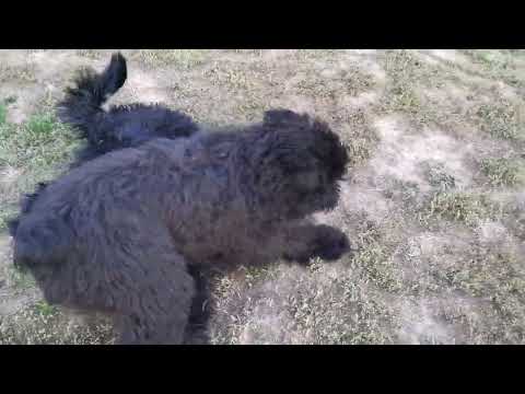 Schwarzer Russischer Terrier Welpe kaufen