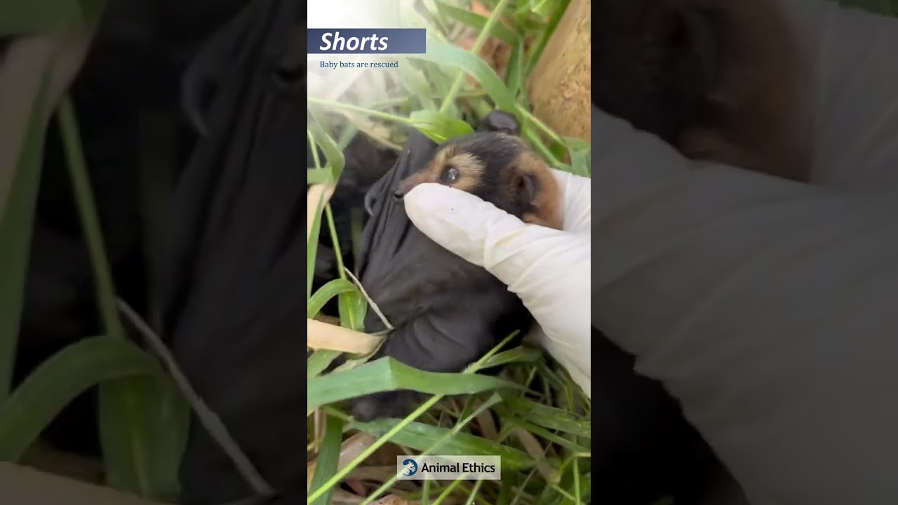 Baby bats are rescued