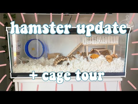 hamster update + cage tour