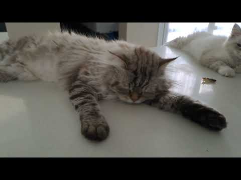 Casper and his baby#shorts