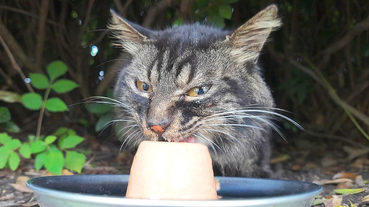 捨てられたモフモフのブランド猫にご飯をあげると涙を流しながら食べた