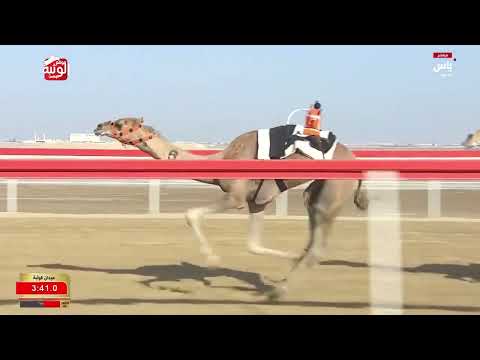 ش 11 (إحتلال) لـ حمد محمد سهيل بن عويضان العامري 9:09:31 ، مهرجان ختامي الوثبة 2026/05/13 إيذاع