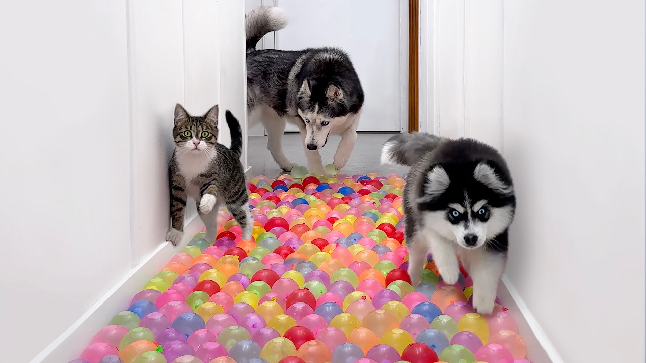 Watch These Puppy, Cats and Huskies Hilariously React to Water Balloons! Pure Comedy