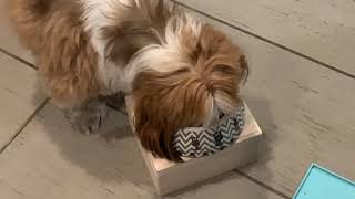 Huku and Nano's Meal