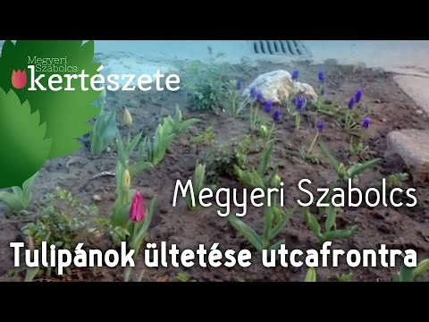 Tulipánok ültetése utcafrontra - Megyeri Szabolcs Kertészete