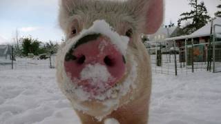 Snow falls at Pigs Peace Sanctuary