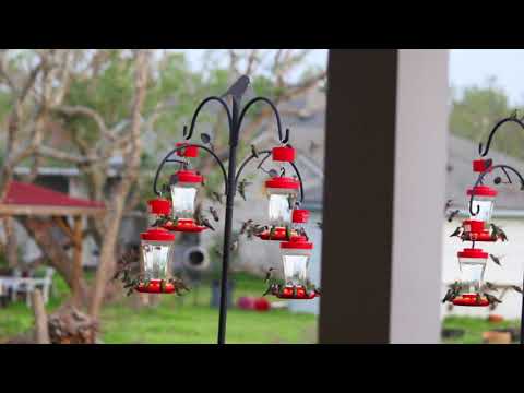 Ruby Throated Hummingbirds Rockport TX by Rhonda Cantu