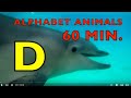 ALPHABET ANIMALS PHONICS ALPHABET SONG 60 MIN Of EDUCATIONAL KIDS LEARNING 300 ANIMALS