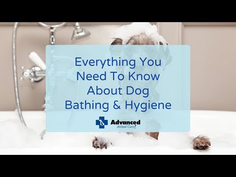 Everything You Need To Know About Dog Bathing & Hygiene