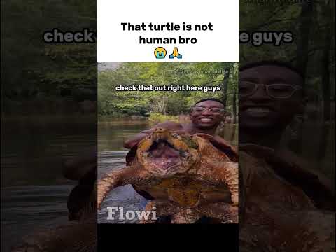 That turtle is not human bro