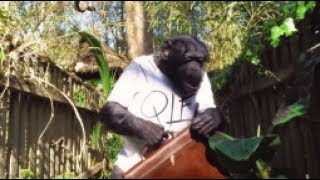 PNL: On enverra Mowgli chercher médailles