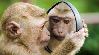 Download lagu Monkey 🐒🐒 // #gaming #viralvideo #videogames #viral #video mp3