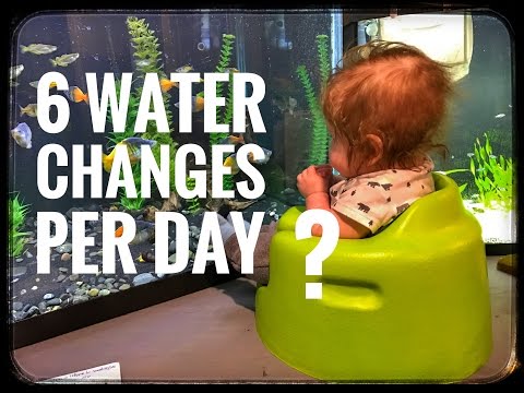 1st YouTube video about how many water changes can i do in a day